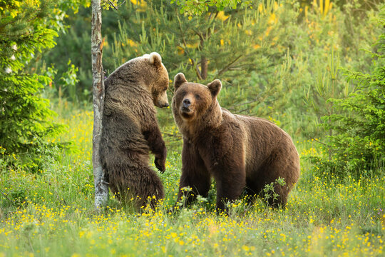 Two brown bears, ursus arctos, courting on a blooming glade with flowers in summer nature. Male and female mammal in mating season. Animal standing on a rear legs in forest and scratching back.