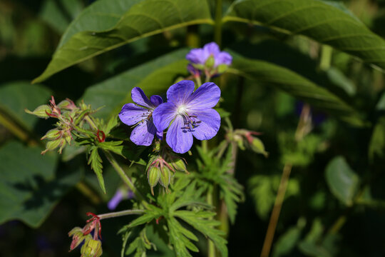 Delicate blue flowers of the meadow geranium