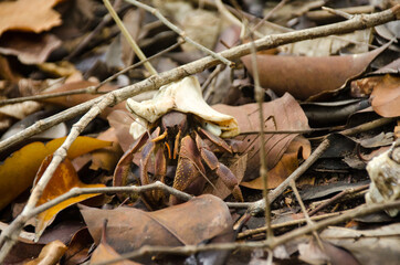 Close up of hermit crab walking on dry leaves(lat. Paguroidea)
