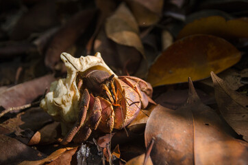 Close up of hermit crab walking on dry leaves(lat. Paguroidea)