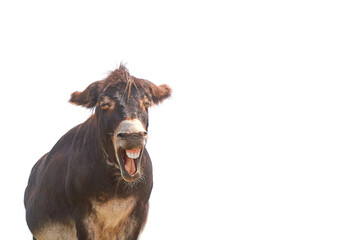 Funny donkey smiles cheerfully, donkey with a smile and white teeth,
isolate on white background 