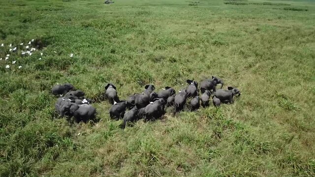 Drone view of a herd of elephant in the swamps of Mozambique, Africa