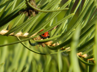 ladybug on green leaf