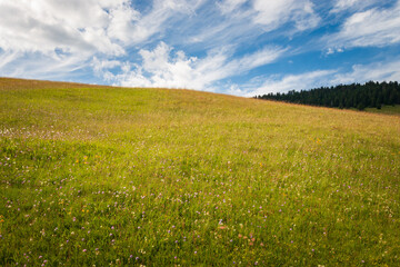 Summer meadow with flowers in front of blue sky with clouds.