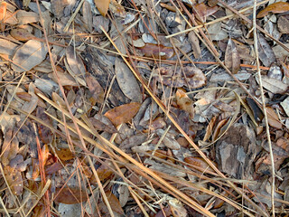 Textured Background of Pile of Dry Leaves, Needles and Sticks