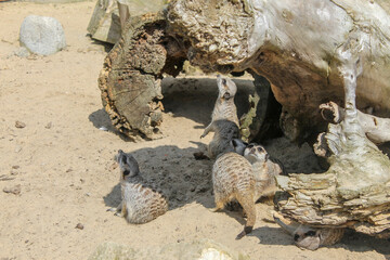 Obraz premium Suricatas