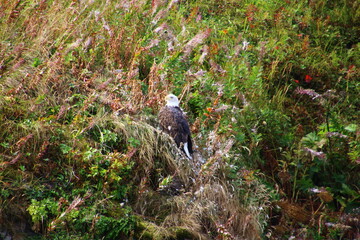 Bald eagle in the bushes on Kodiak Island