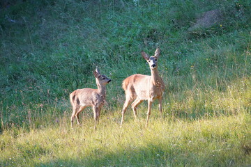 roe deer female and his fawn in green grass in the evening sun