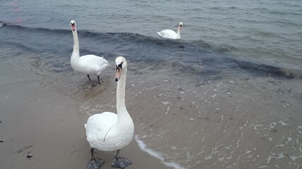 The sea
