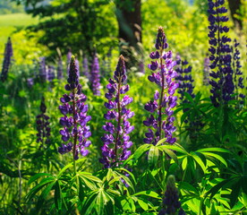 Purple flowers in the meadow