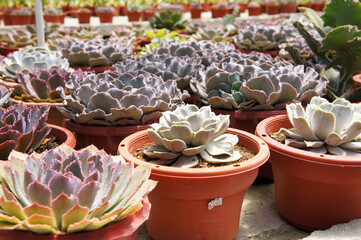 Fototapeta premium Selected focused on a group of small and colourful cactus planted in small plastic pots. The small cactus suitable to used as an indoor decoration. Sales of this cactus are a source of income for farm