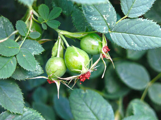 green rosehip berries ripen on the Bush