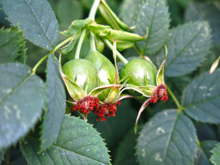 green rosehip berries ripen on the Bush