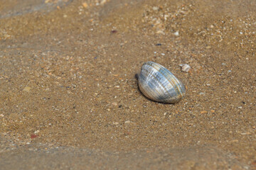 Fruit de mer dans son milieu naturel en marée basse