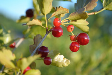 Red berries