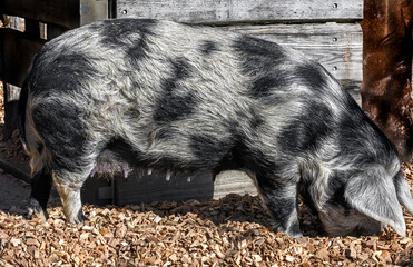	
Domestic pig on the ground near the fence in its enclosure	
