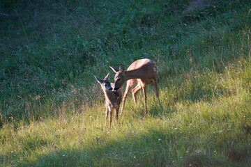 roe deer female and his fawn in green grass in the evening sun