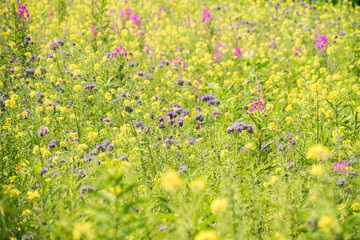wild flowers blooming on the meadow in summer
