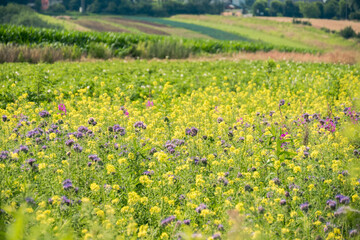Obraz premium wild flowers blooming on the meadow in summer