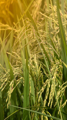 Dropping rice paddy in the sunlight in the countryside