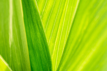 a close-up on a green leaf can be a background