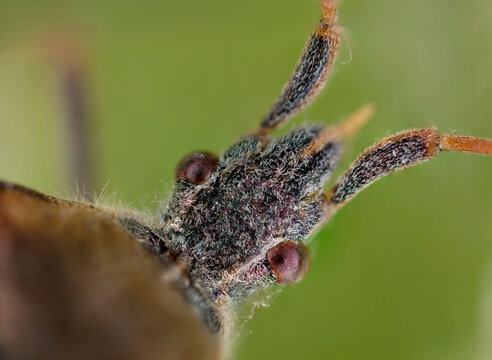 Extreme Macro of Beetle Head