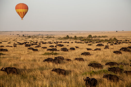 Tanzania, Serengeti Savannah