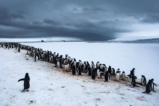 A Penguin Path to the Sea Framed by Dark Looming Skies