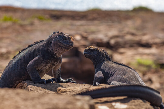 Two Iguanas Communicating