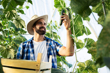 Young farmer entrepreneur growing and producing fresh organic vegetables. Worker picking up...