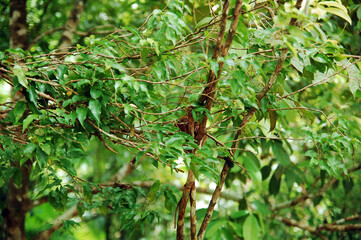 Tarsier primate sleeping at tree during daytime in Bohol, Philippines.