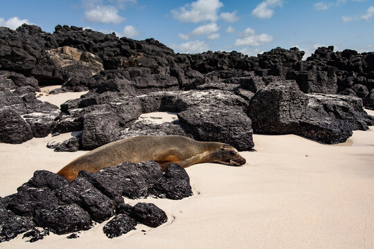 A Seal Enjoys the Sun