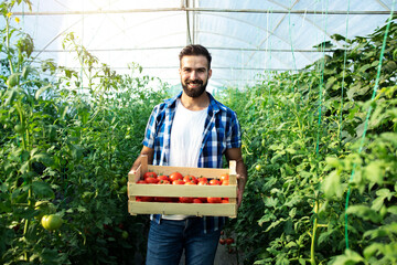 Portrait of young bearded farmer holding crate full of fresh tomatoes in hothouse. Organic food production.