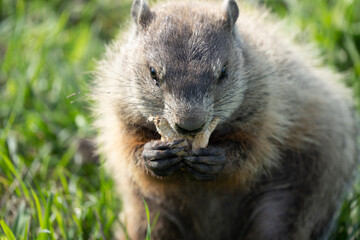 ground hog has found a peanut to eat on a sunny day at the park