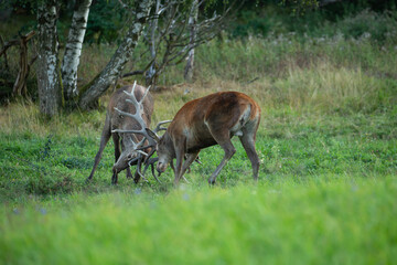 Red deer in the nature habitat during the deer rut