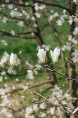 white magnolia blossom in the botanical garden in spring