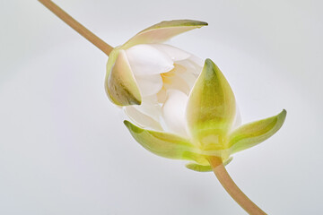 White lotus flowers or water lily in water in a white bowl. Shallow  depth of field, focus on the green petal