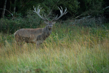 Red deer in the nature habitat during the deer rut