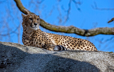 Cheetah on the stone in its enclosure. Latin name - Acinonyx jubatus	