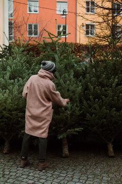 The girl is choosing a Christmas tree