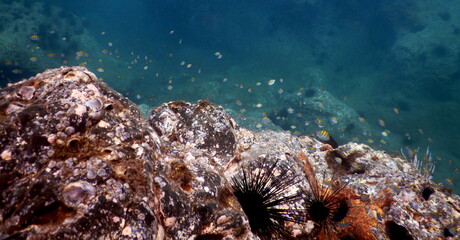 Costa Rica sea life