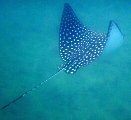 Costa Rica sea life