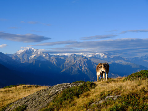 Cow on alpine meadow