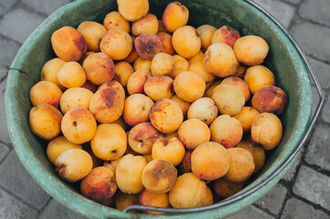 A lot of orange, yellow ripe apricots in a plastic bucket, top view. A wonderful, good harvest of fruit from the tree.