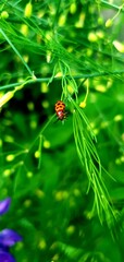ladybird on a leaf