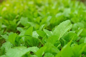 Close-up of Cantonese green lettuce in garden. Agriculture organic in asia.