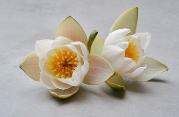 Two beautiful white lotus flowers or water lily on a granite background.  Shallow depth of field