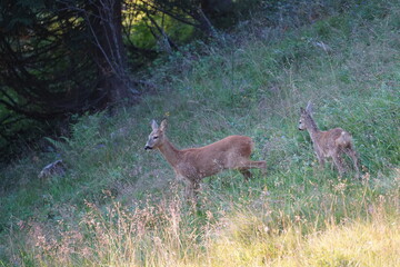 roe deer female and his fawn in green grass in the evening sun