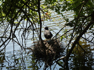 Enten  in the nest