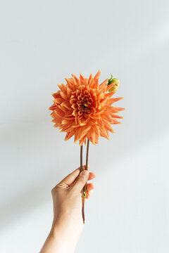 Hand holding single stem of Dahlias against white background